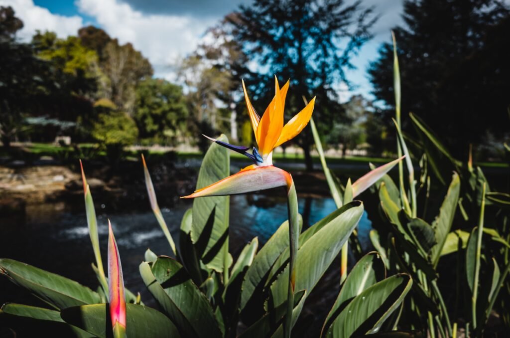 Bird of paradise flowers near pond in park