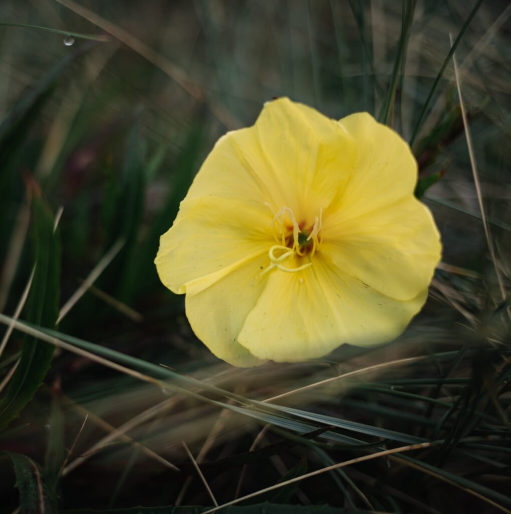 Blossoming yellow evening primrose with delicate petals