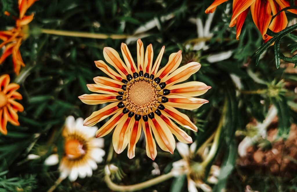 Close up of gazania rigens flowers