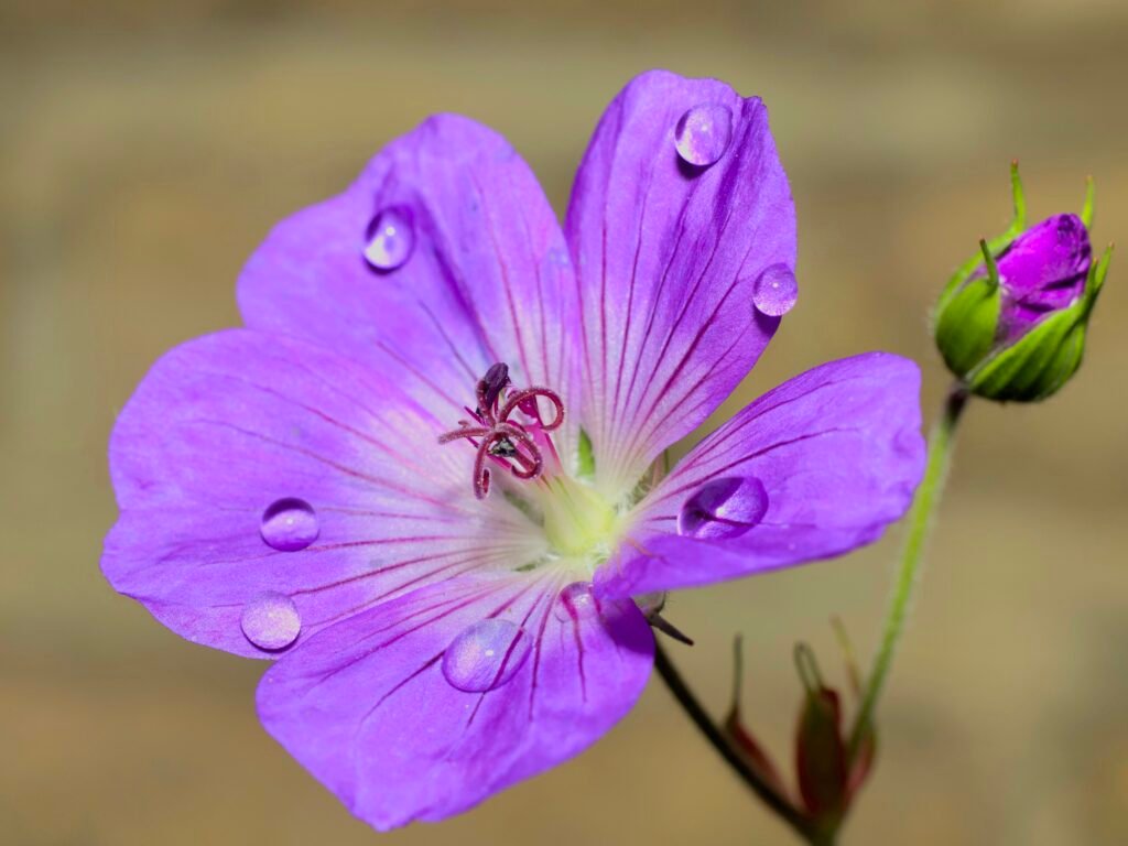 Close up of geranium flower