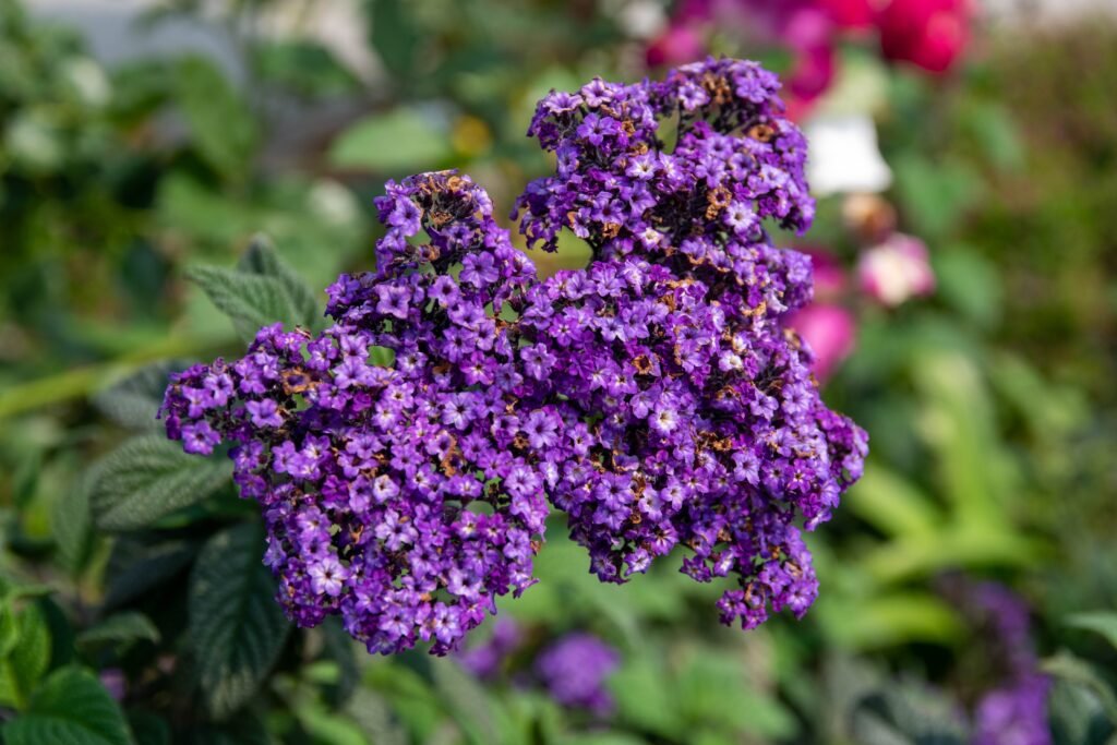Close up of heliotrope flowers