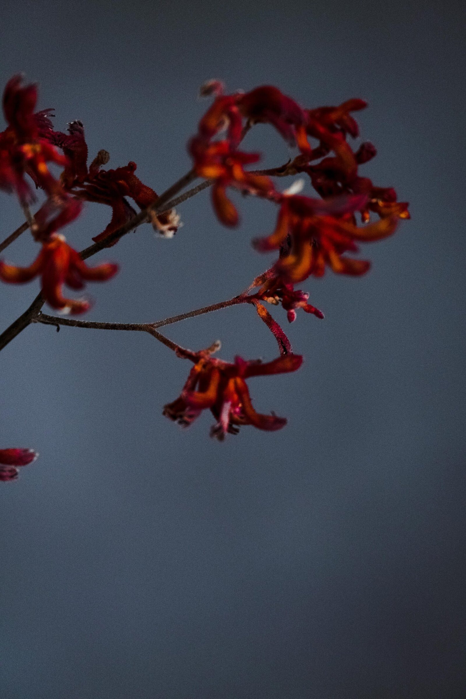 Close up of red kangaroo paw flowers