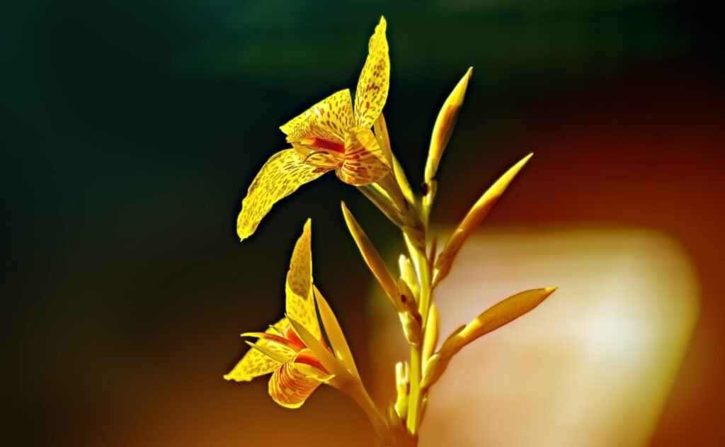 Close up on yellow canna lily flowers