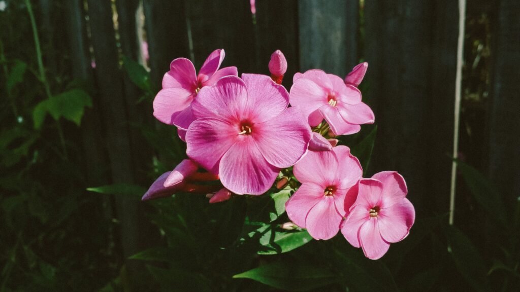 Close up photo of garden phlox