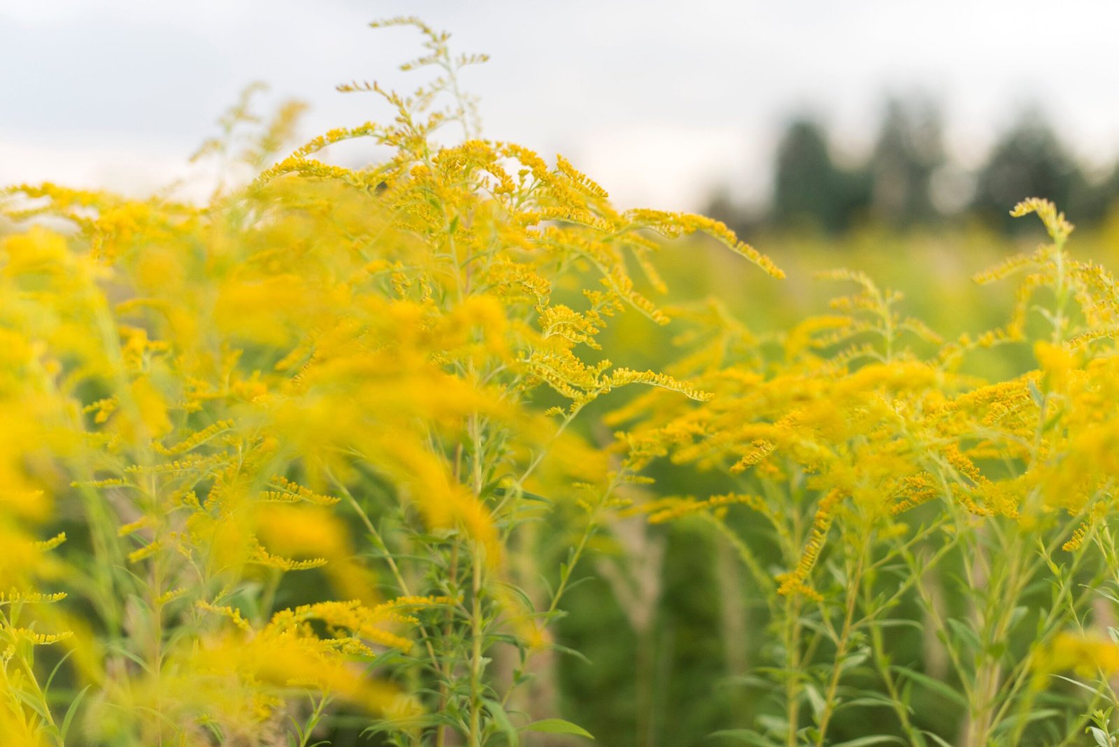 Close up shot of canada goldenrod plant