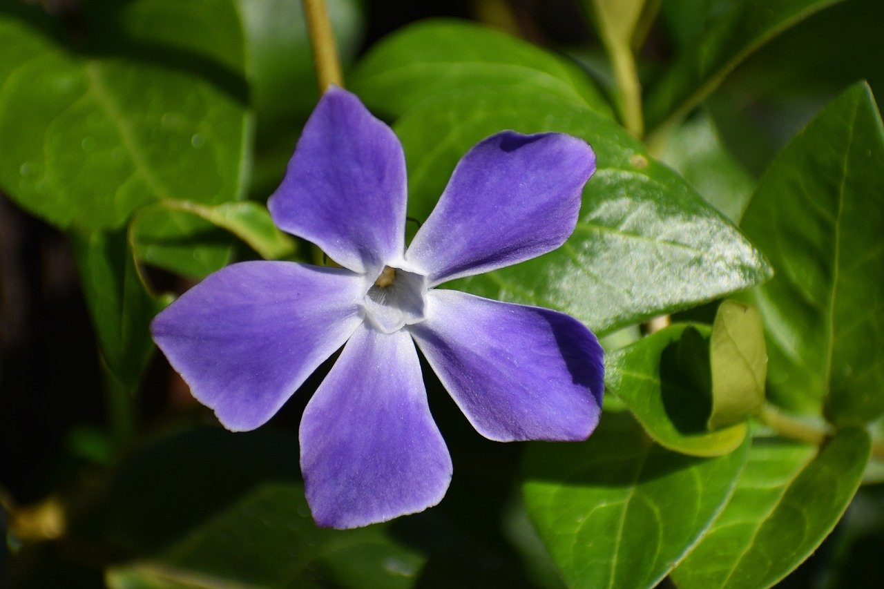 flower, vinca major, plant