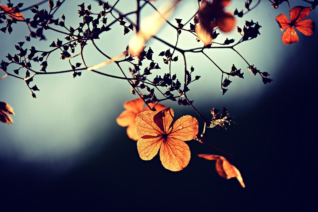 flowers, beautiful flowers, twigs