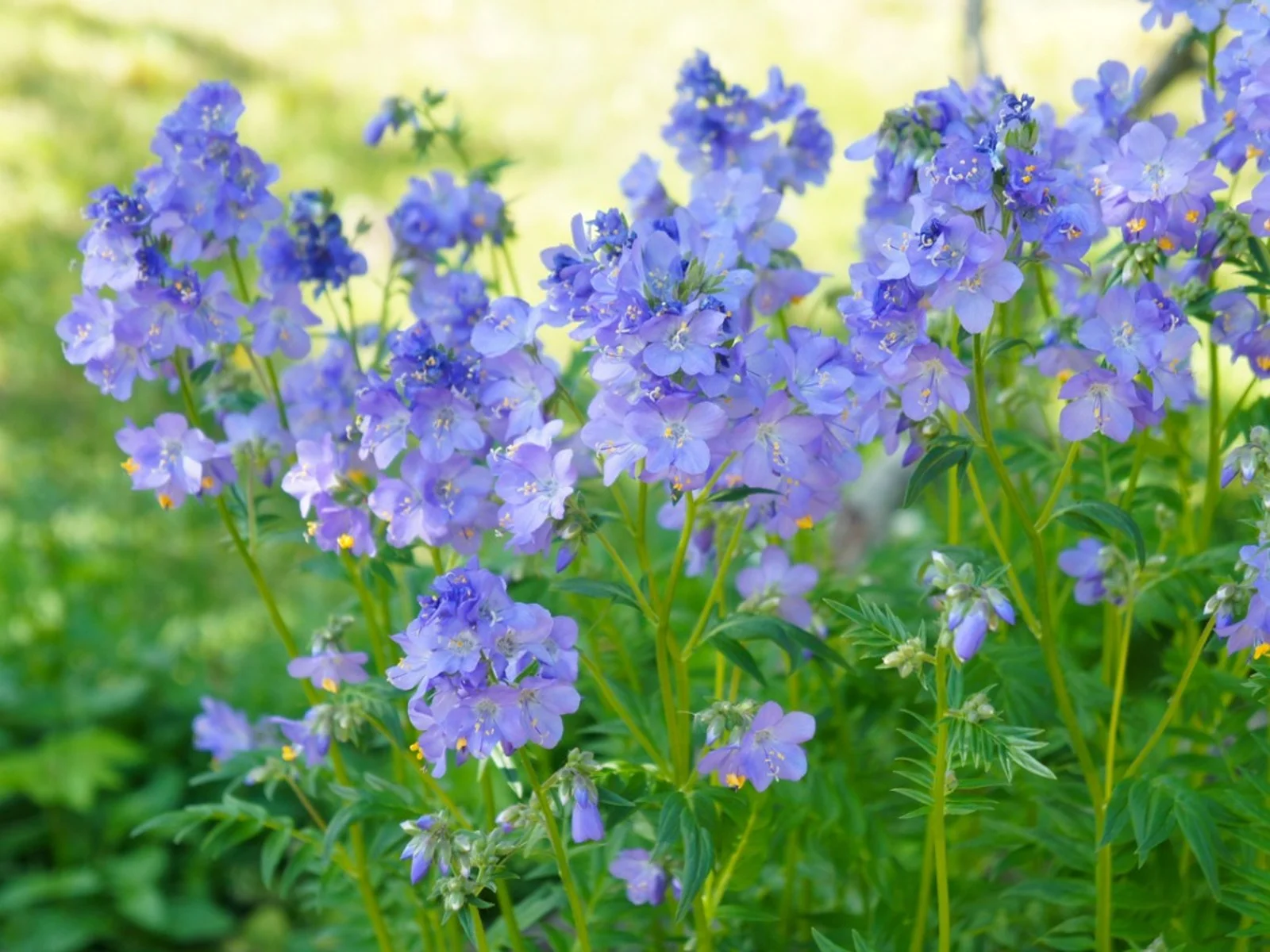 Jacob’s Ladder: How to Plant, Grow and Care for Jacob’s Ladder