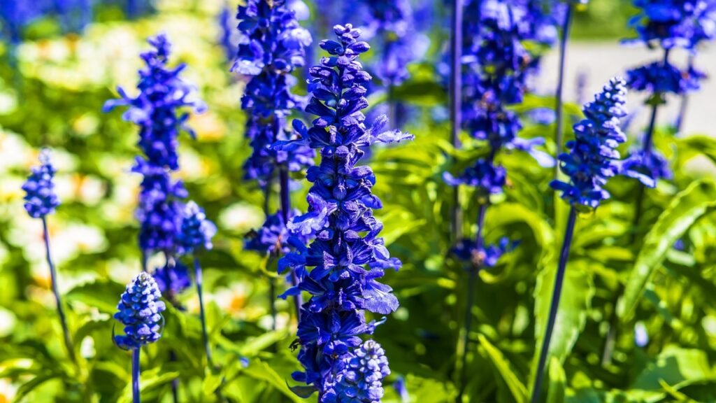 larkspur, flower, meadow