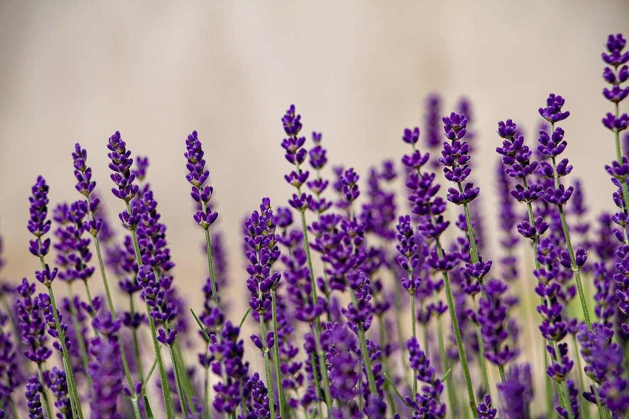 lavenders, flower wallpaper, flower