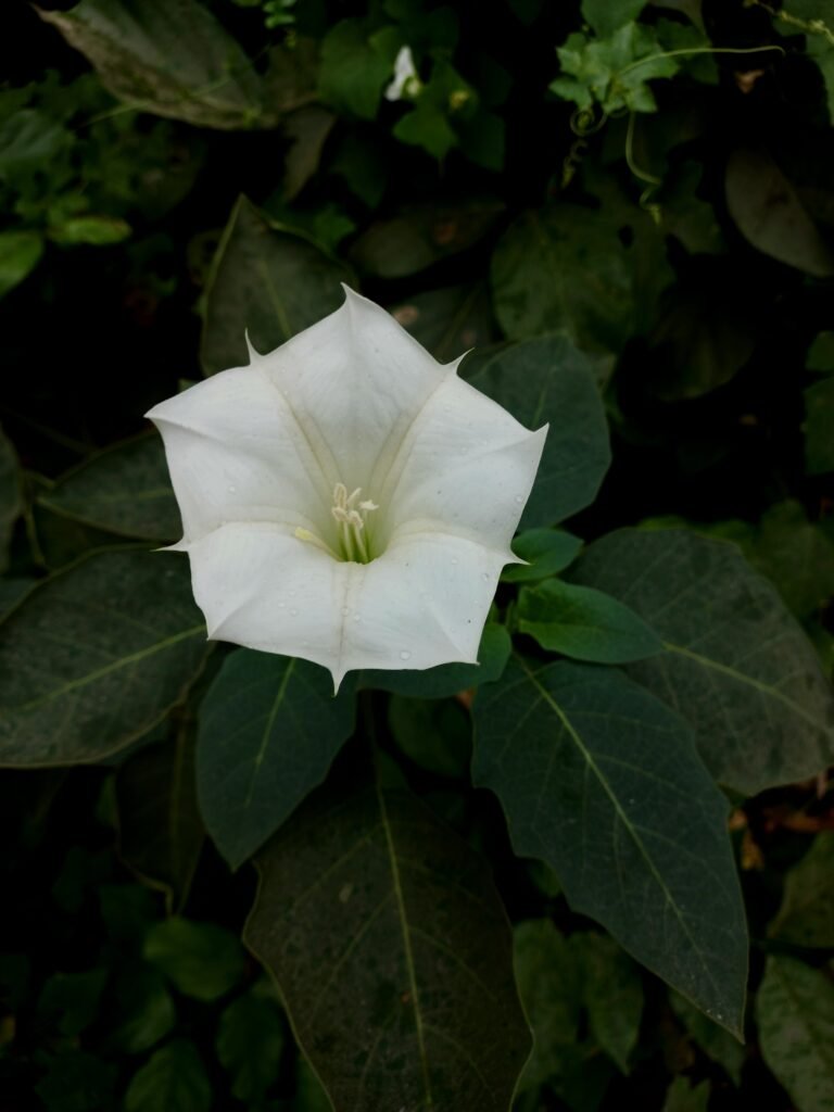 Photograph of a white datura flower