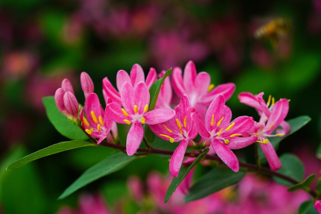 Pink tatarian honeysuckle in macro shot photography