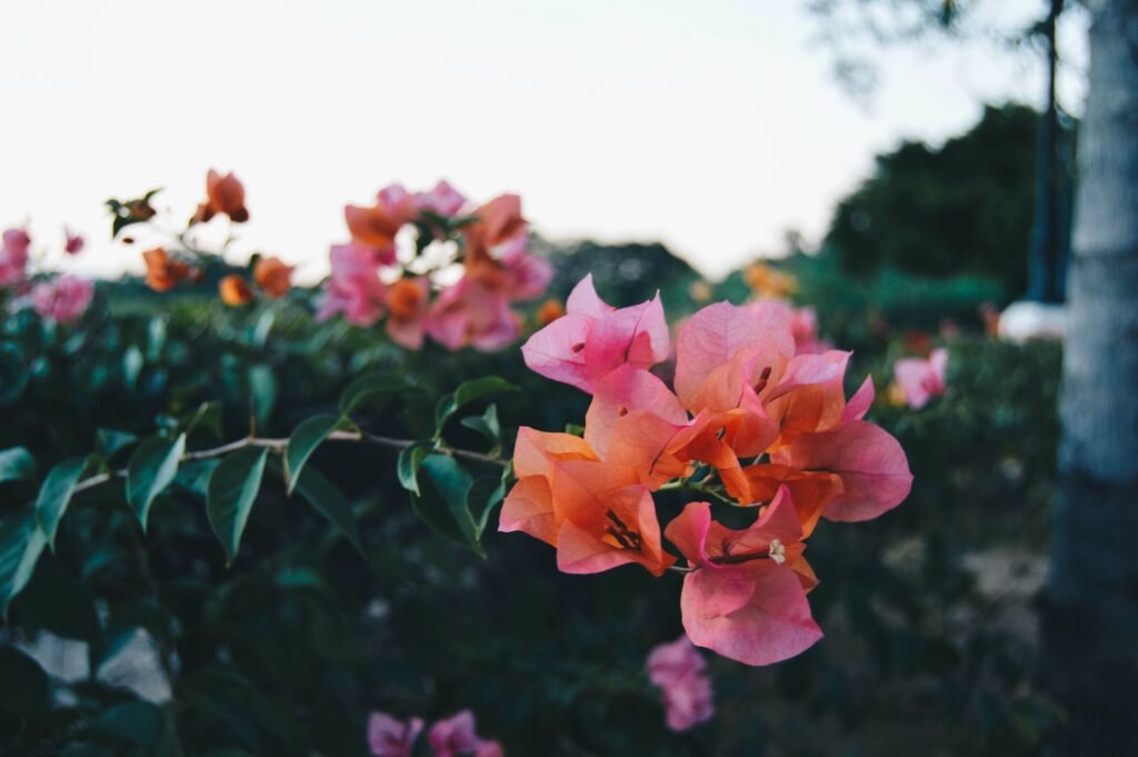 Selective focus photography of pink bougainvillea flower