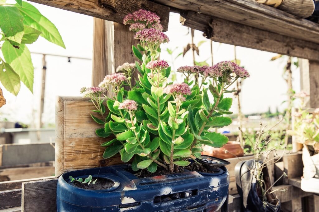 urban gardening, garden, plants