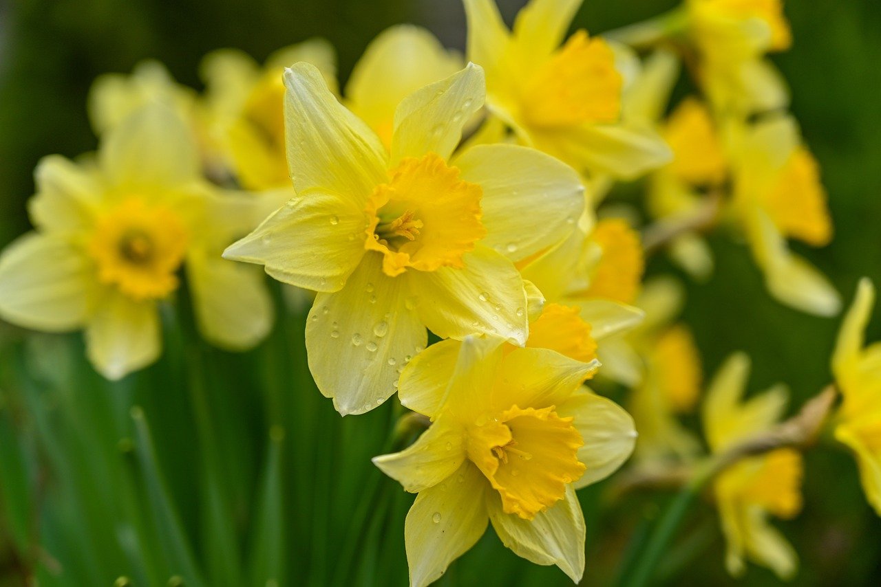 wild daffodils, daffodils, yellow daffodils