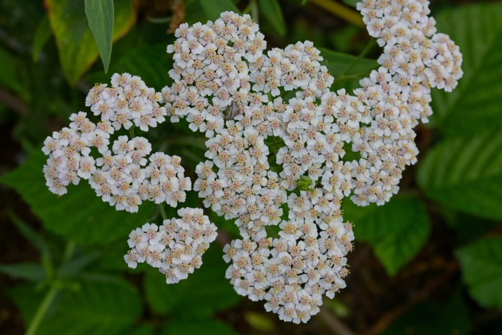 A close up shot of yarrow flowers in bloom