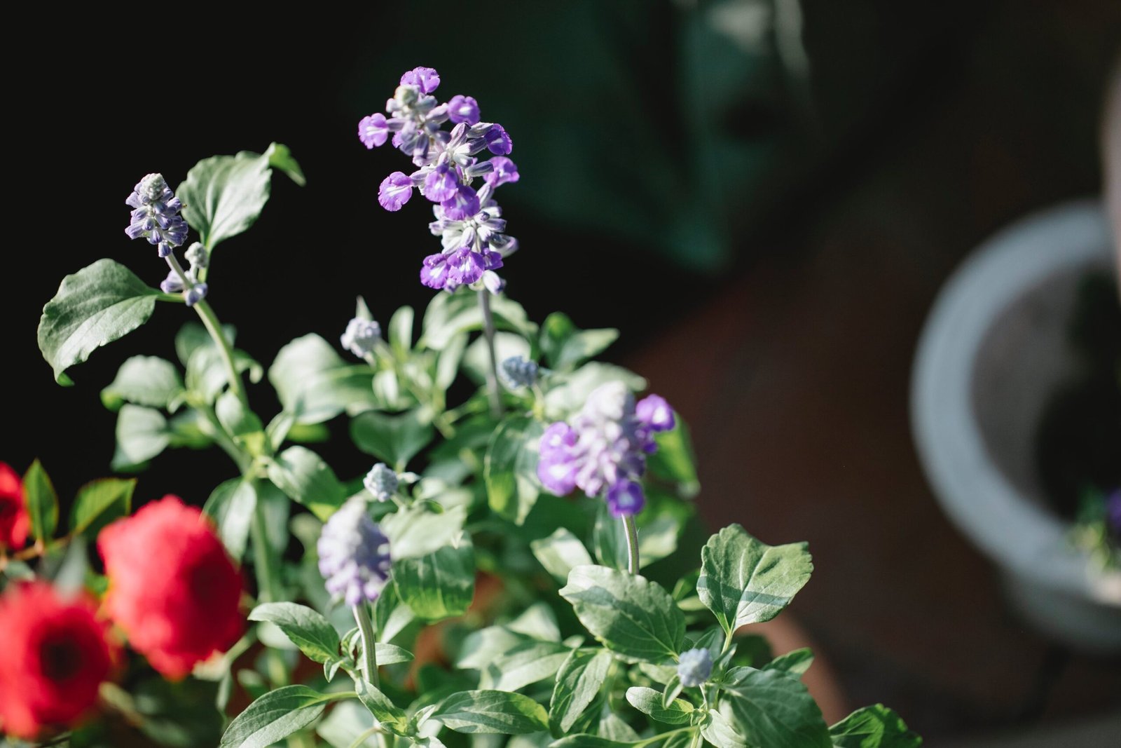 Salvia: How to Plant, Grow and Care for Salvia