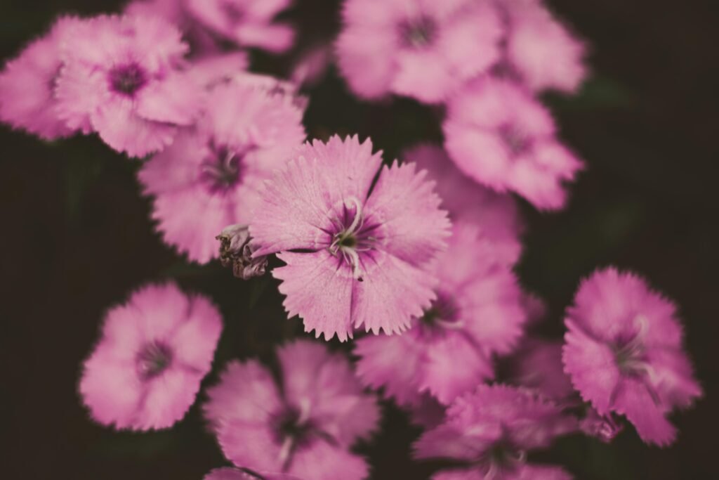 Blooming pink flowers in the garden