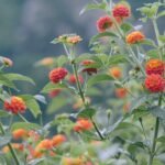 Blooming red flowers with green leaves growing in garden
