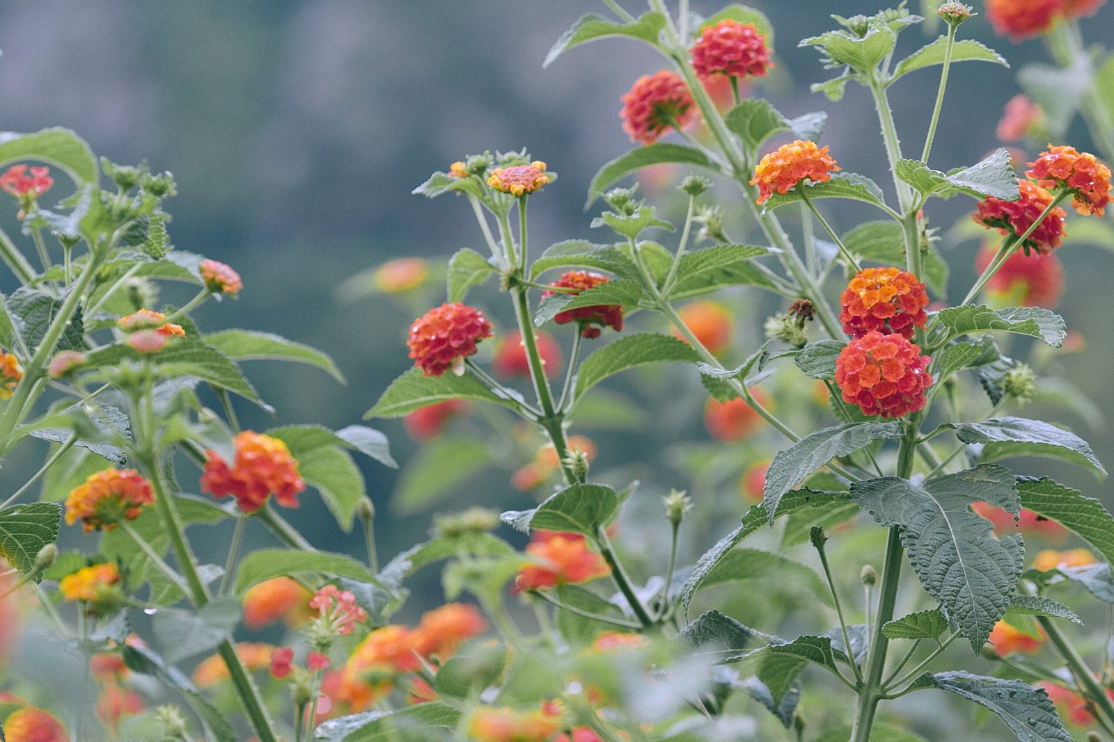 Lantana: How to Plant, Grow and Care for Lantana