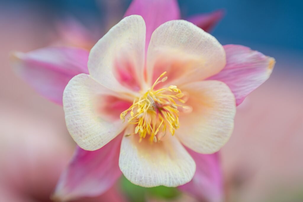 Bright blooming columbine with delicate petals in summer
