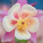 Bright blooming columbine with delicate petals in summer