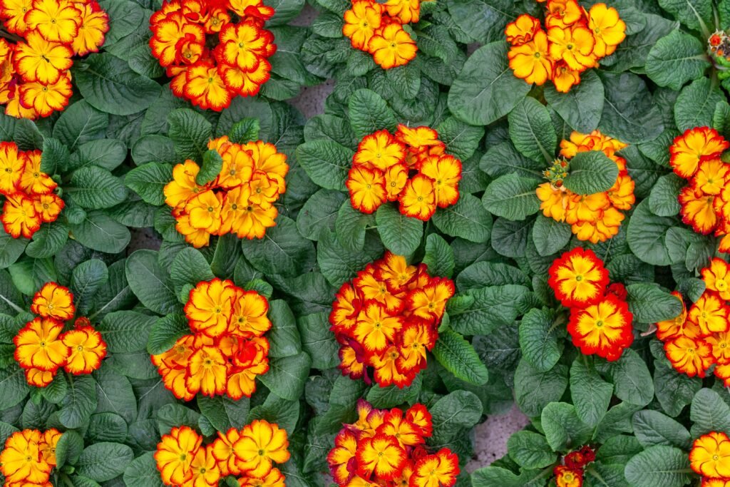 Bright blooming primroses on concrete surface