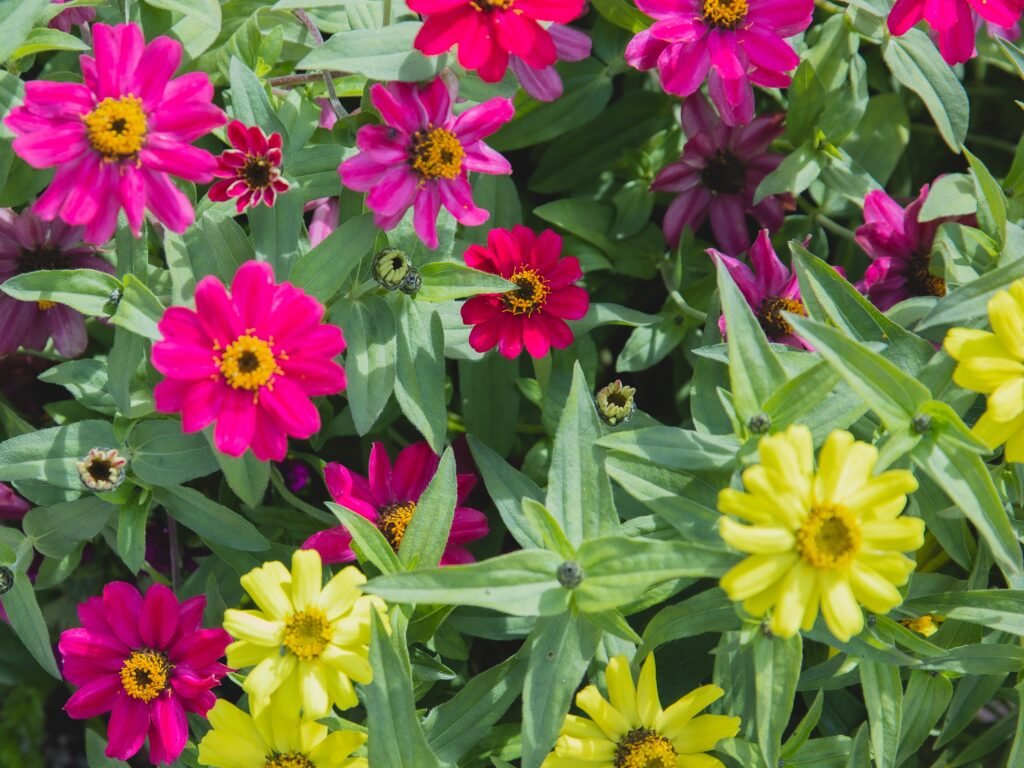 Bright zinnia flowers in garden