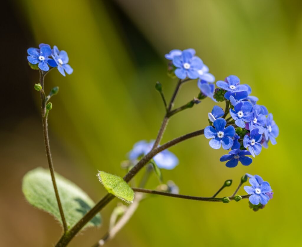 Close up of a forget me not flower