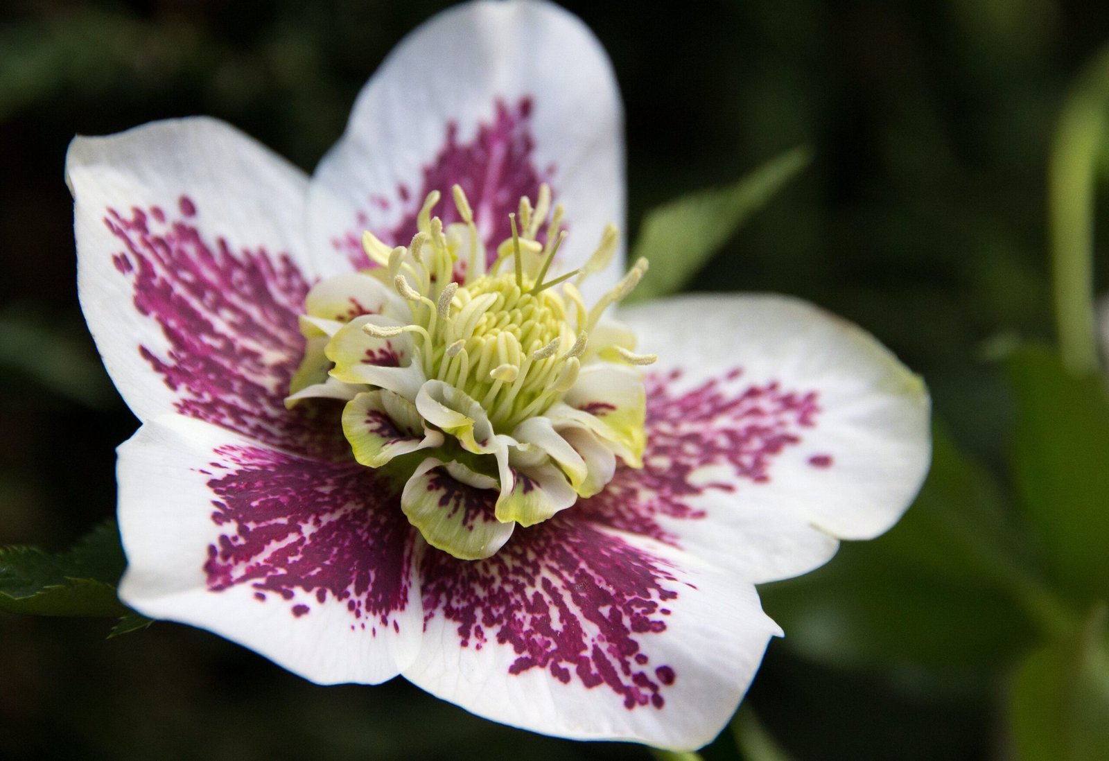 Hellebore: How to Plant, Grow and Care for Hellebore