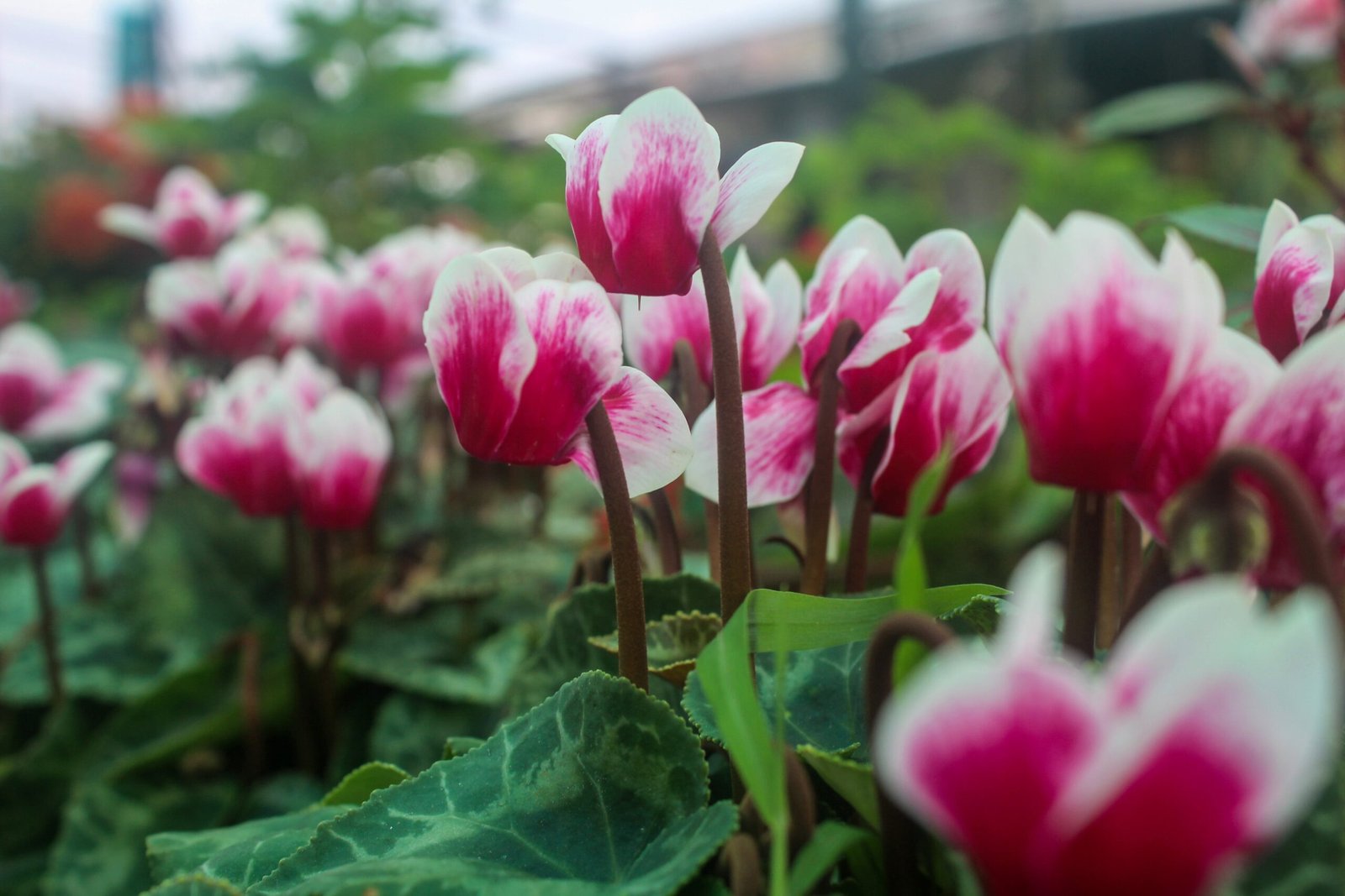 Cyclamen: How to Plant, Grow and Care for Cyclamen