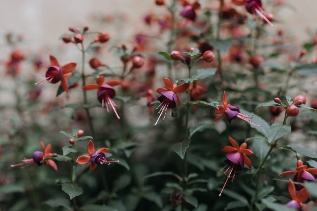 Close up photo of flowering plants
