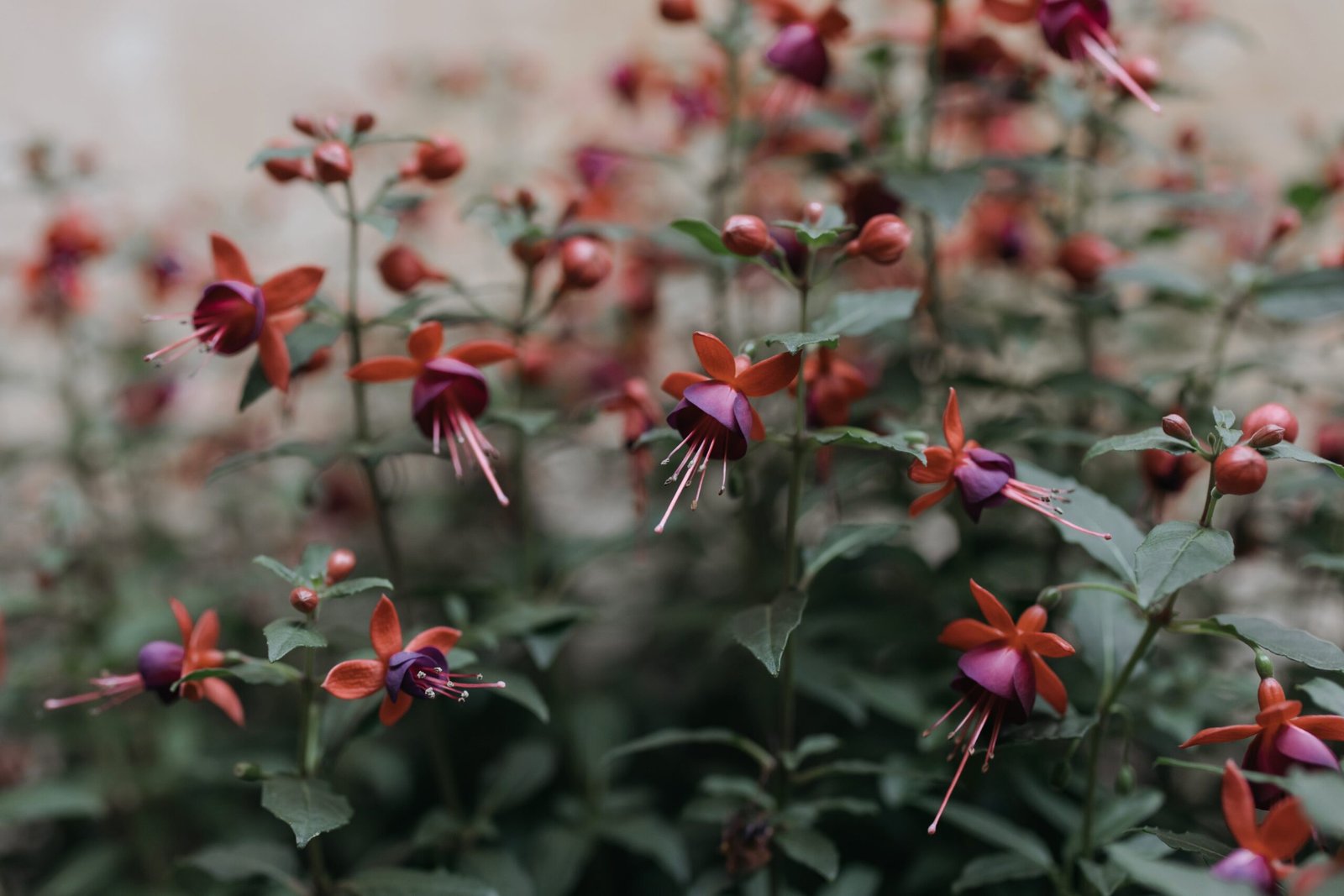 Fuchsia: How to Plant, Grow and Care for Fuchsia
