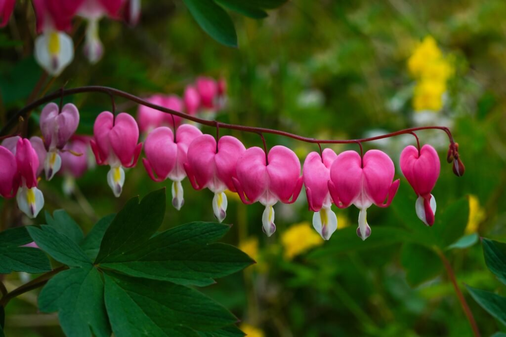 Close up photo of pink flowers