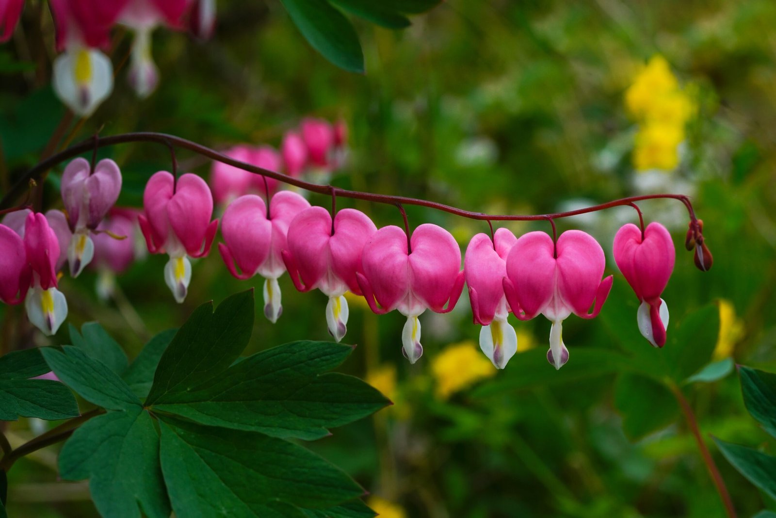 Close up photo of pink flowers