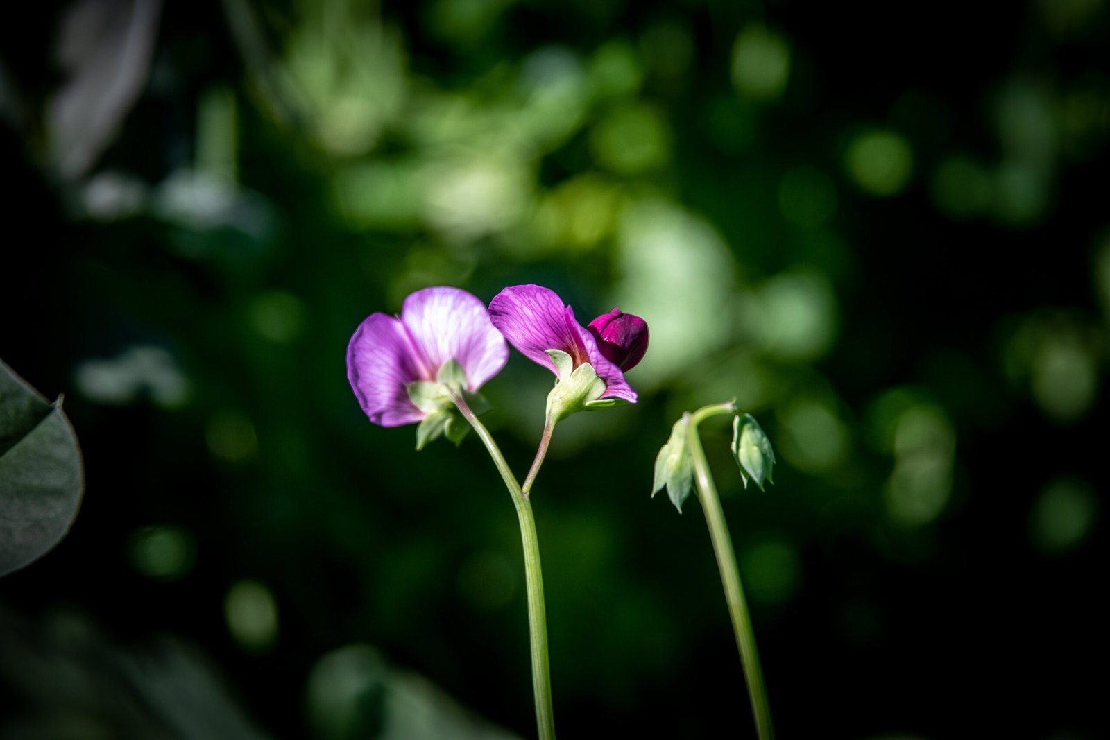 Sweet Pea: How to Plant, Grow and Care for Sweet Pea