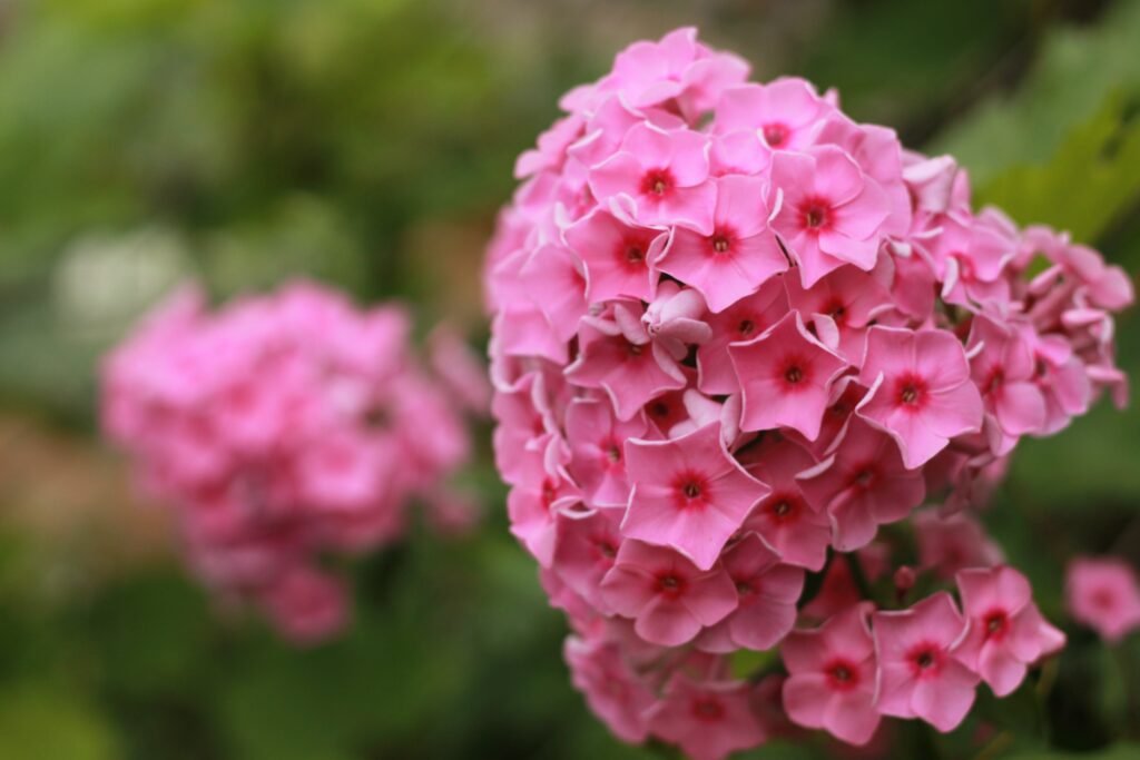 Close up shot of flowers