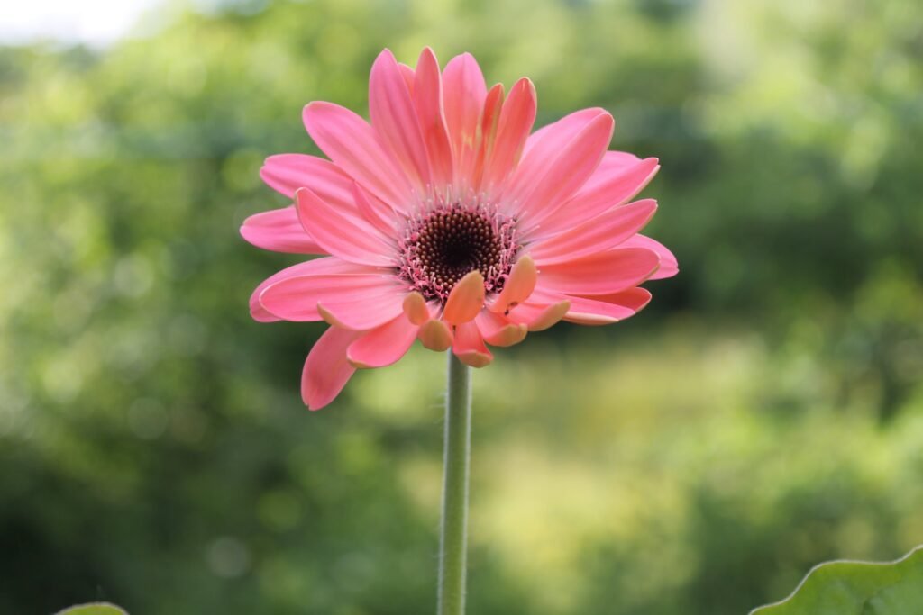 Close up shot of pink gerbera daisy in bloom