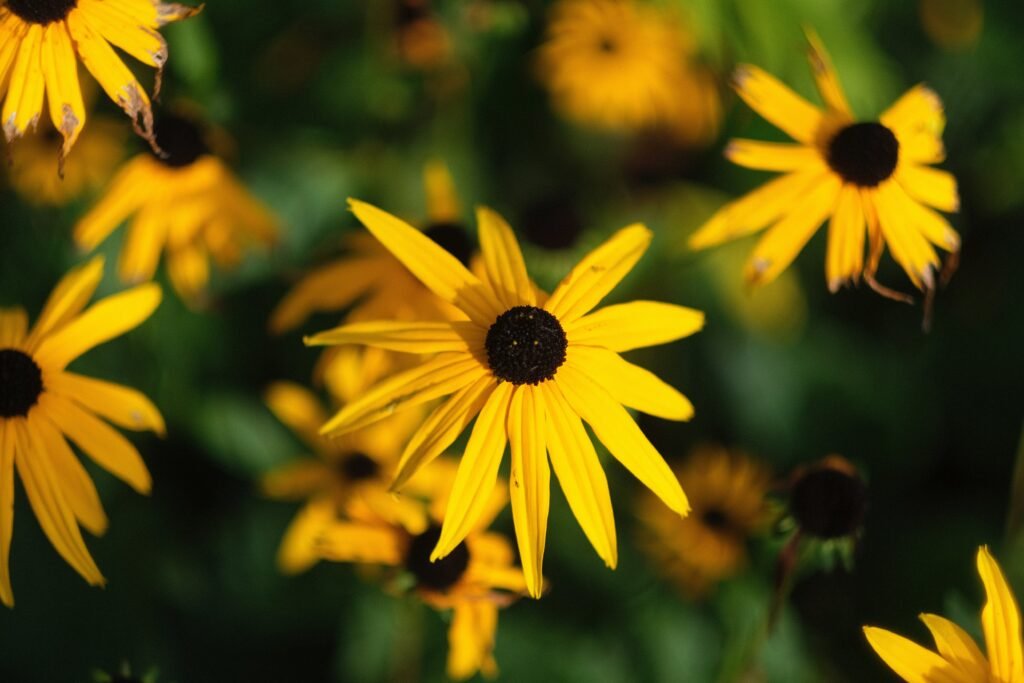 Closeup of yellow flowers with black stamen