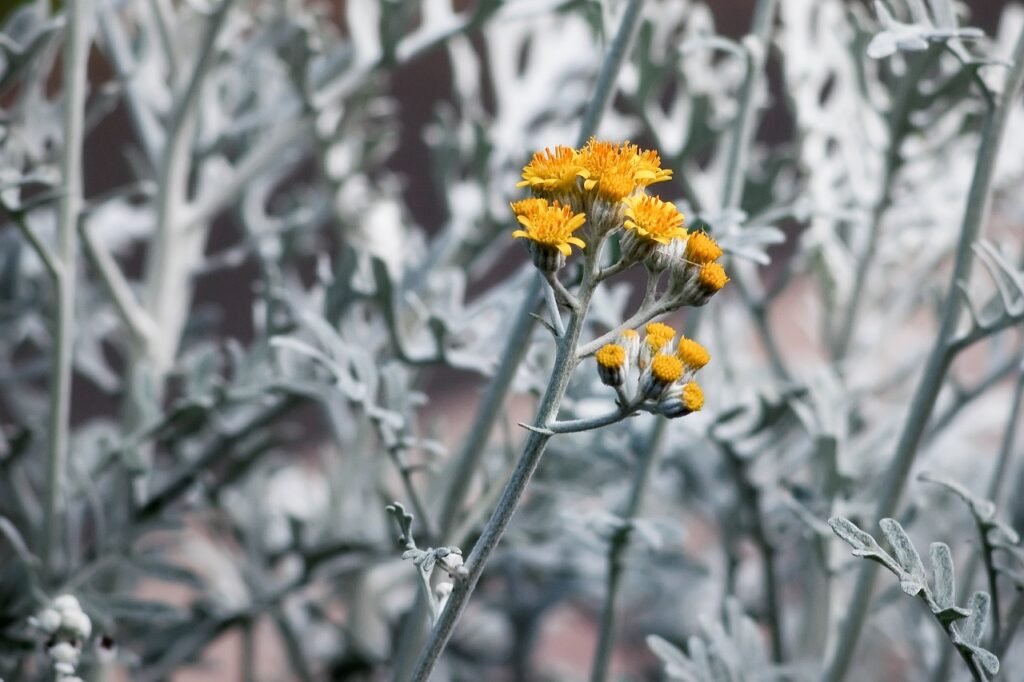 dusty miller, as-shot, dusty