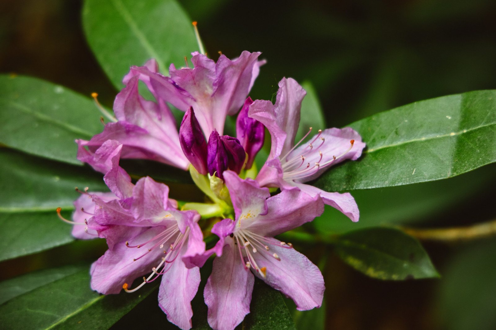 Macro shot of a purple rhododendron