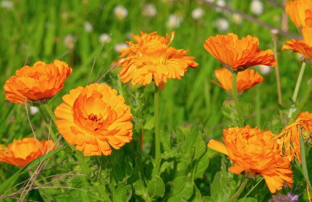 marigold, calendula, medicinal plant