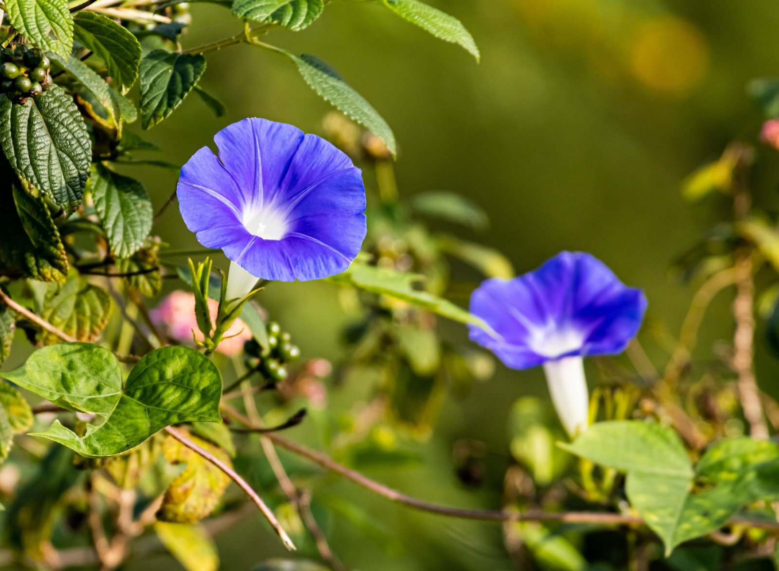 Morning Glory: How to Plant, Grow and Care for Morning Glory