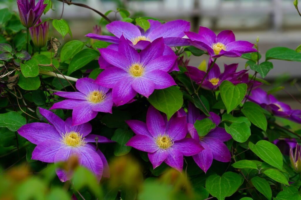 Photo of a creeper plant with purple flowers