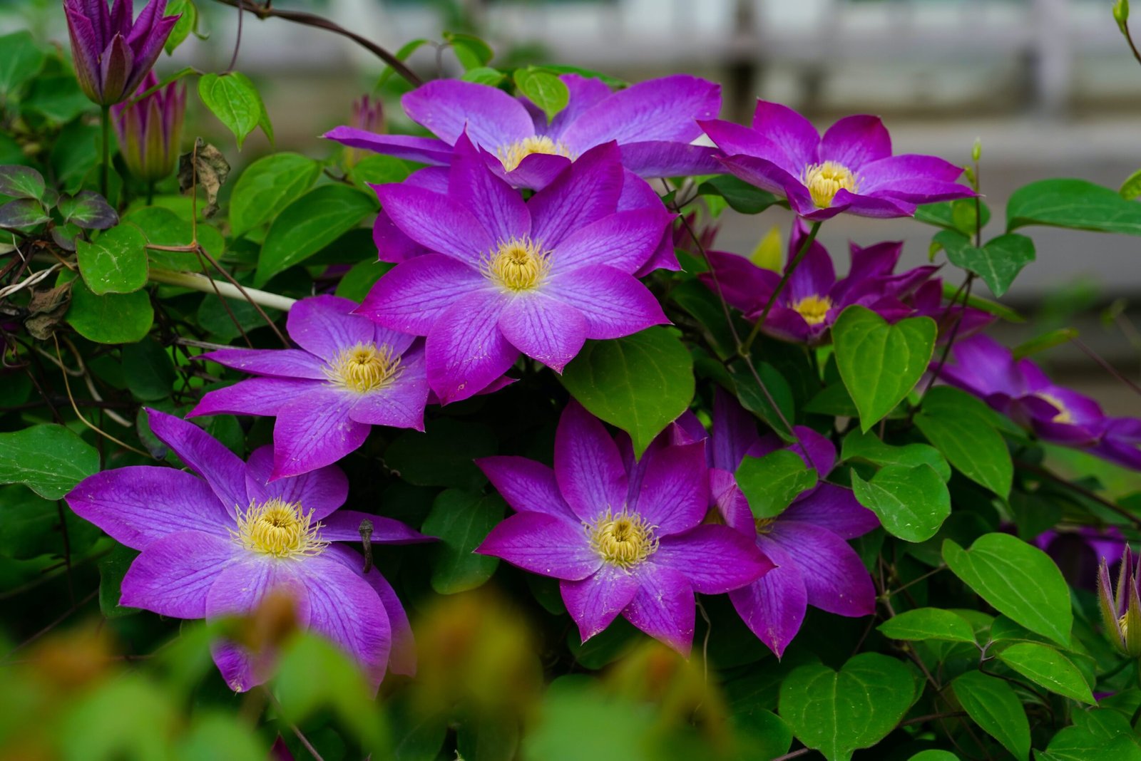 Photo of a creeper plant with purple flowers