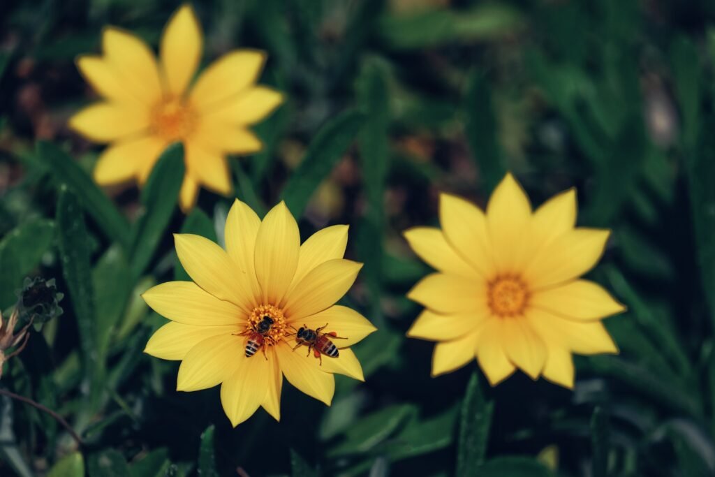 Photo of bees and yellow flowers