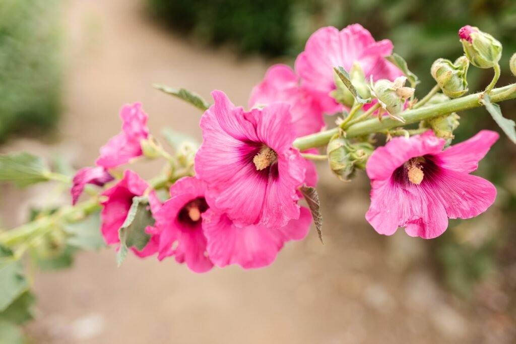 Hollyhock: How to Plant, Grow and Care for Hollyhock - Flower Garden