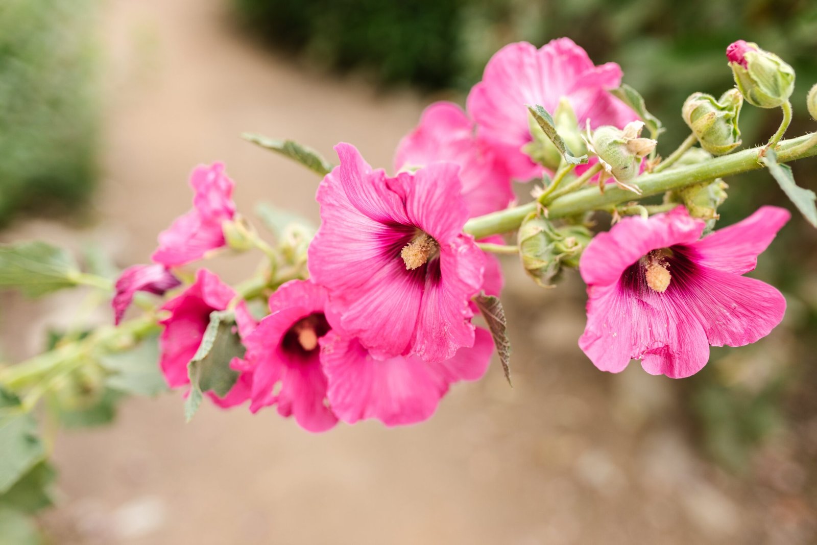 Hollyhock: How to Plant, Grow and Care for Hollyhock