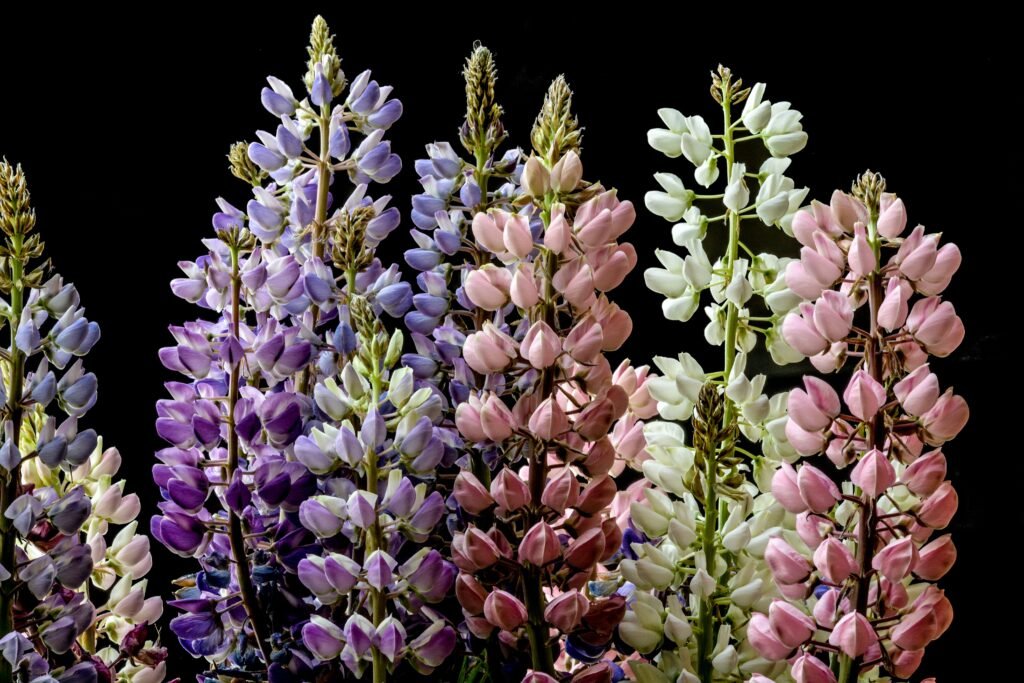 Pink flowers in close up photography