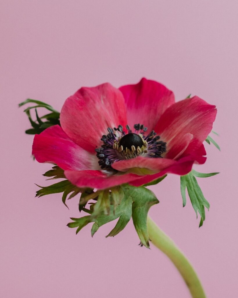 Pink poppy anemone flower in close up photography